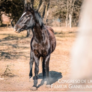 4 Día #CongresoFG2018 -Peregrinación Mariana